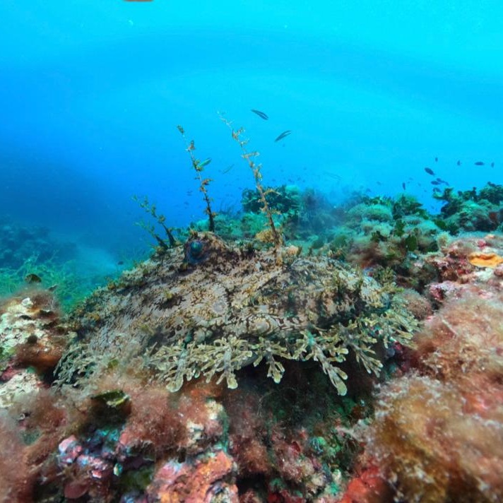 Visibilità nelle immersioni invernali barriera Luca
