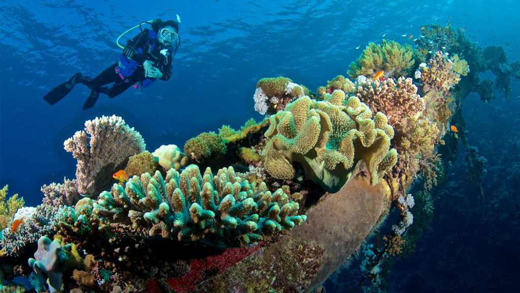 Immersioni a berenice Egitto