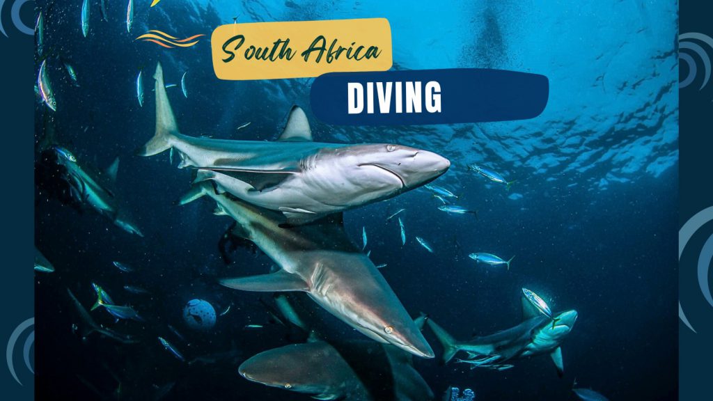 sud Africa immersioni squali