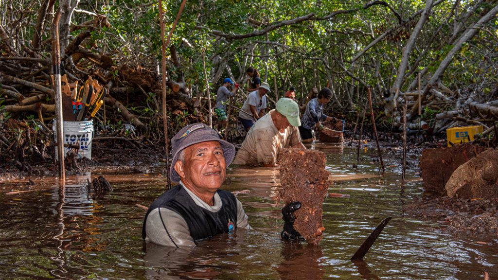 recupero mangrovie aqualung