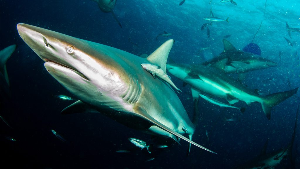 Squalo mako in sud africa