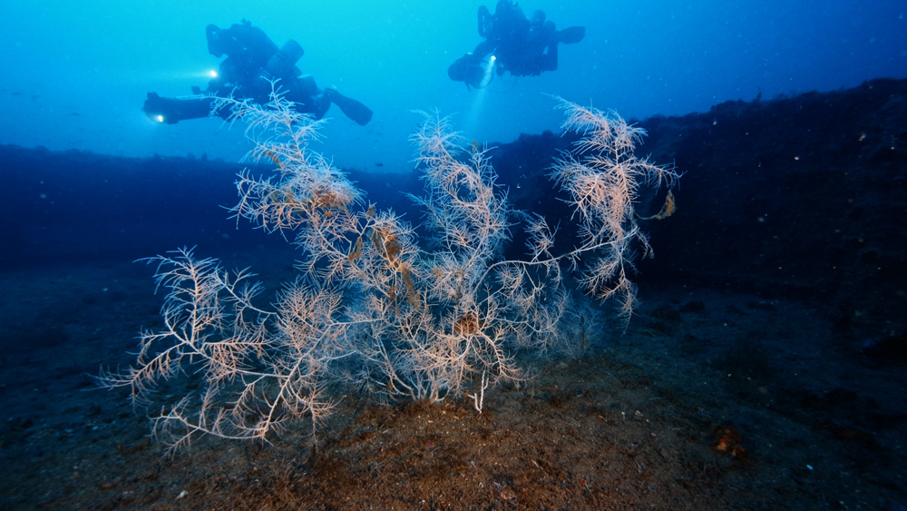 esterna con gorgonie del relitto dell haven
