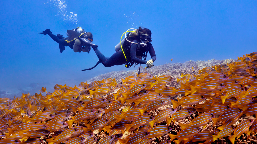 Garmin-descent-center