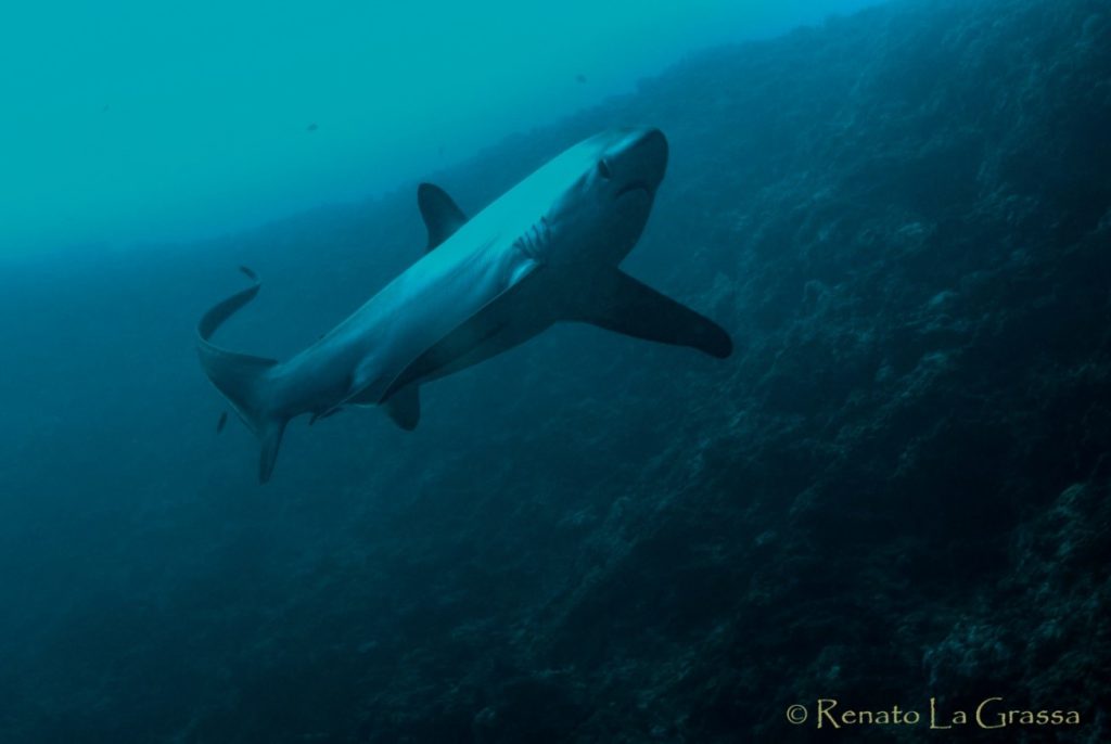 squalo nelle filippine