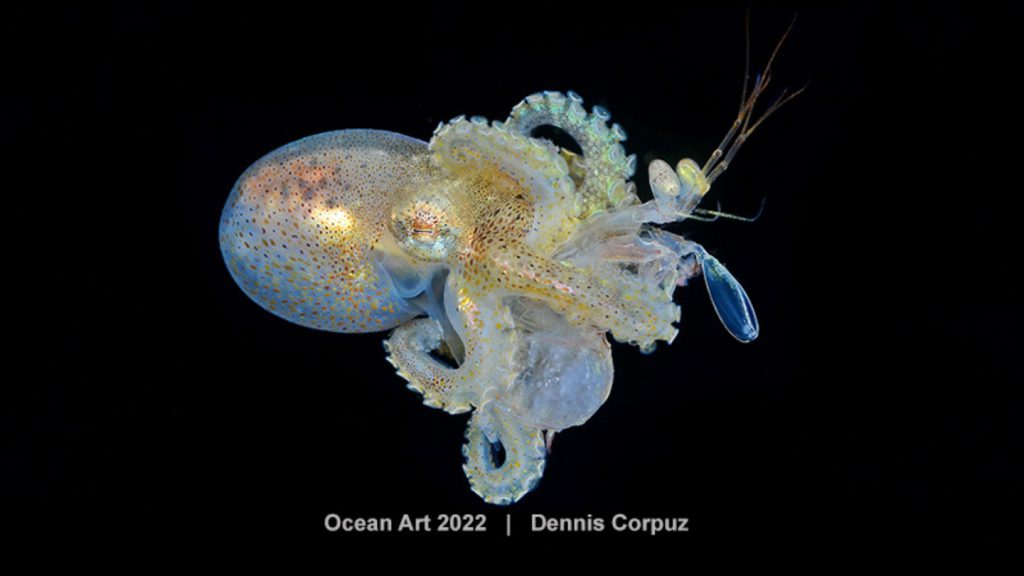Ocean art octopus 2023