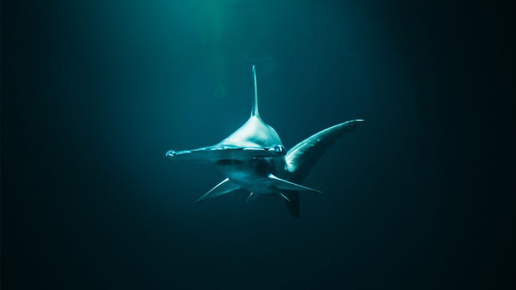 jonas-allert-squalo-martello