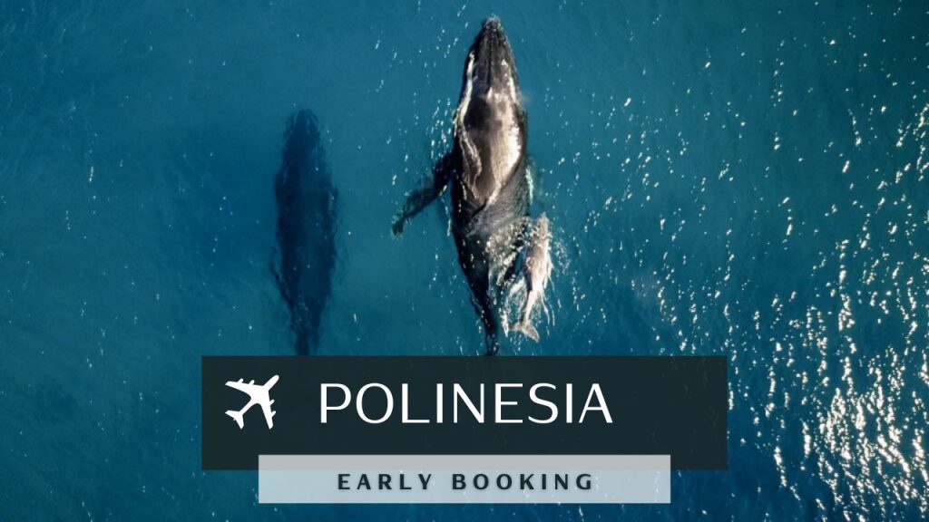 polinesia crociera sub mete subacque balena