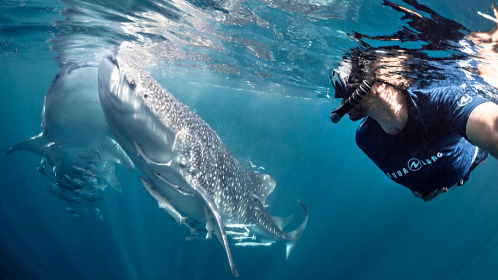 Marcello_Di_Francesco_aqualung