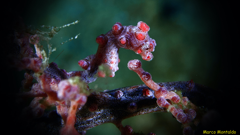hippocampus-indonesia-dayang