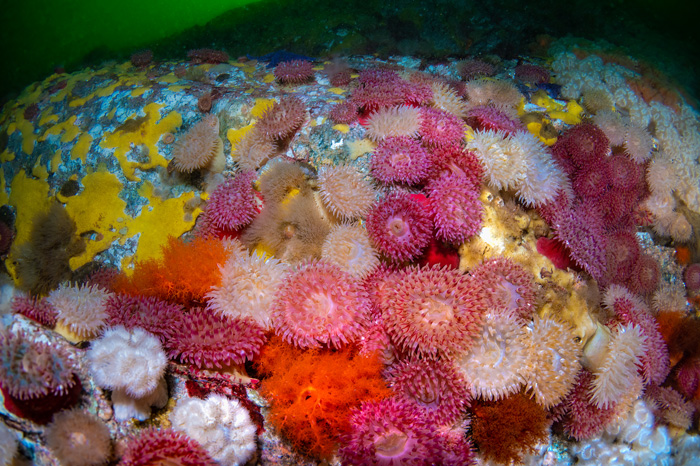 Il gruppo più impressionante di anemoni Urticina crassicornis e metridi in The Skook