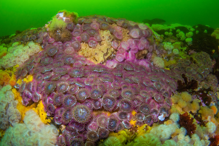 Macchie di colori vibranti adornano le superfici rocciose. anemoni di mare, immersione in canada