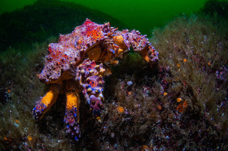 granchio reale di Puget duranet immersione rapide