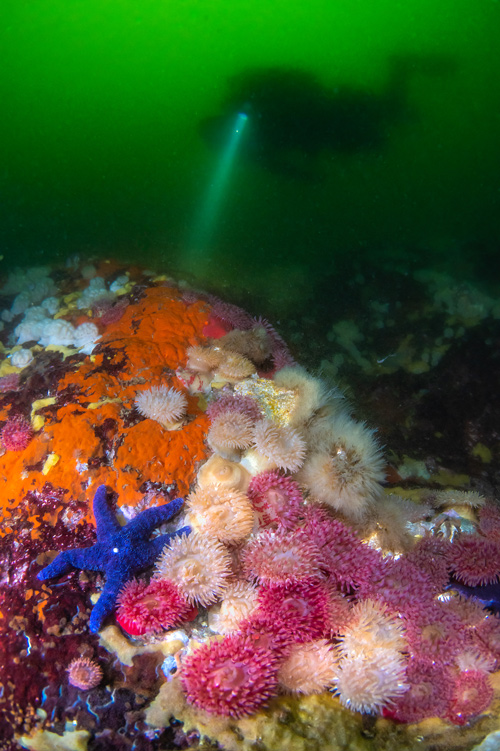 anemoni e stella marina blu su rocce