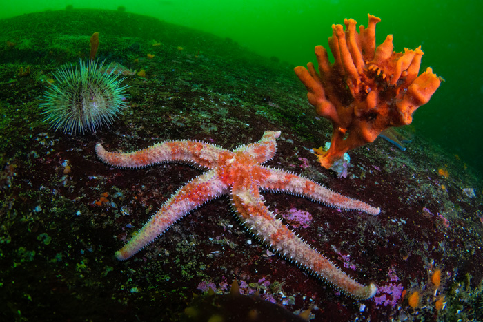 immersione rapide tidali vancouver