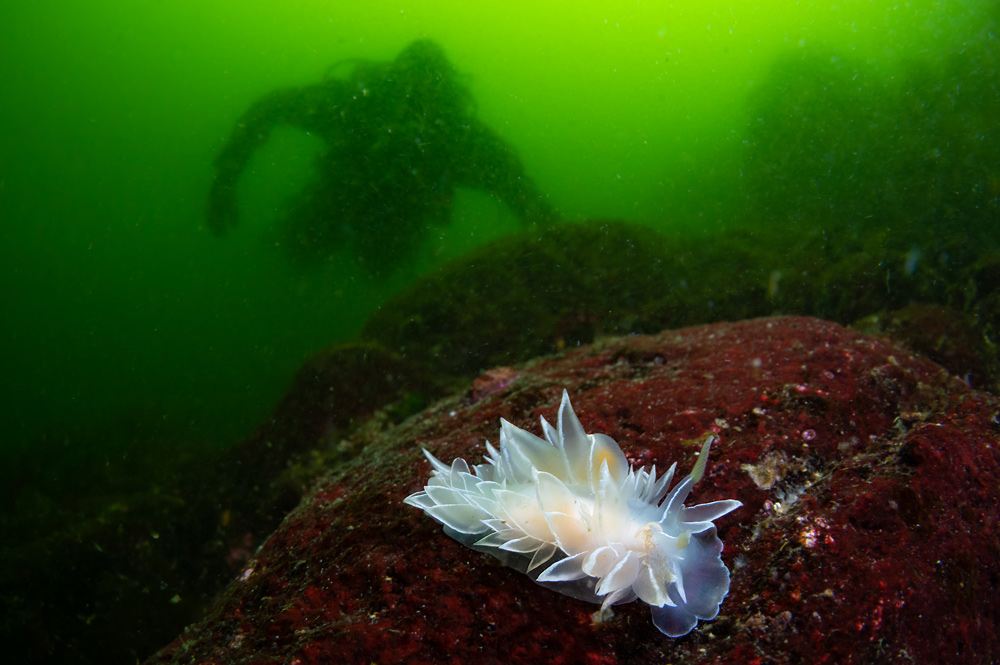 La prolifica vita sottomarina a The Skook nudibranco