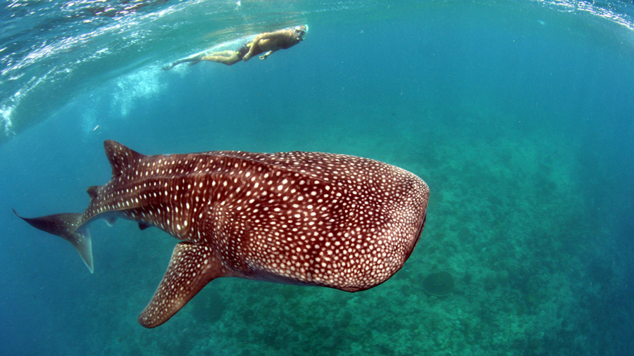 Albatros-Maldive-for-you-squalo-balena