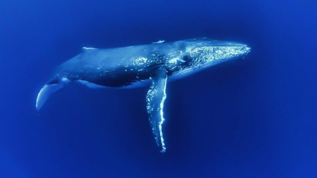 Crociera esplorativa nuova caledonia mete