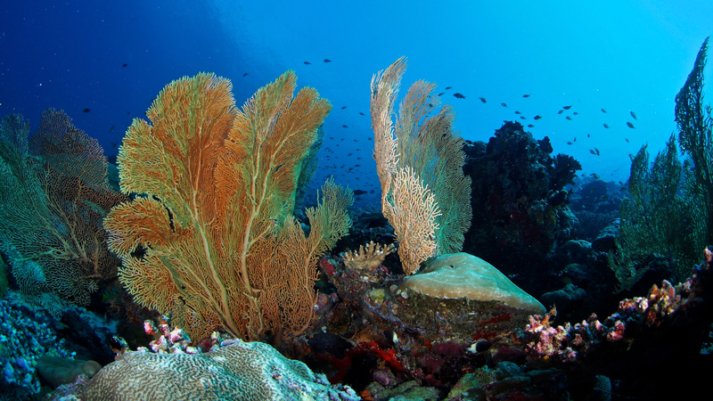 Crociera-maldive-coralli-Franco-Isabella-