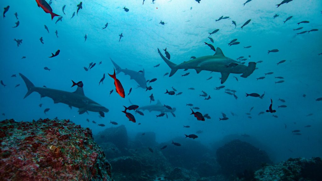 danishark arabia saudita