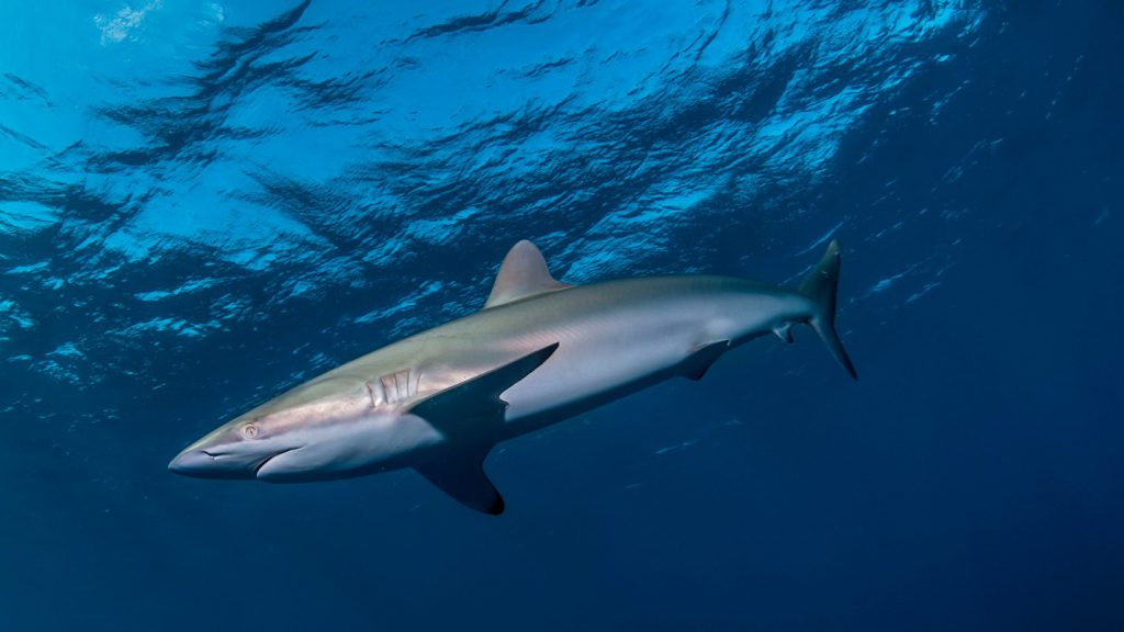 squalo seta rigenera pinna