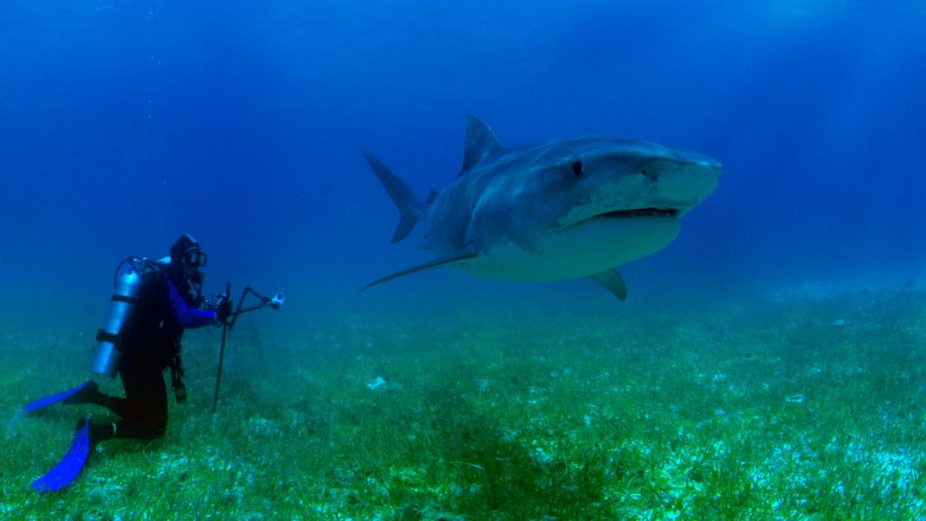 squalo subacquea attacco sub