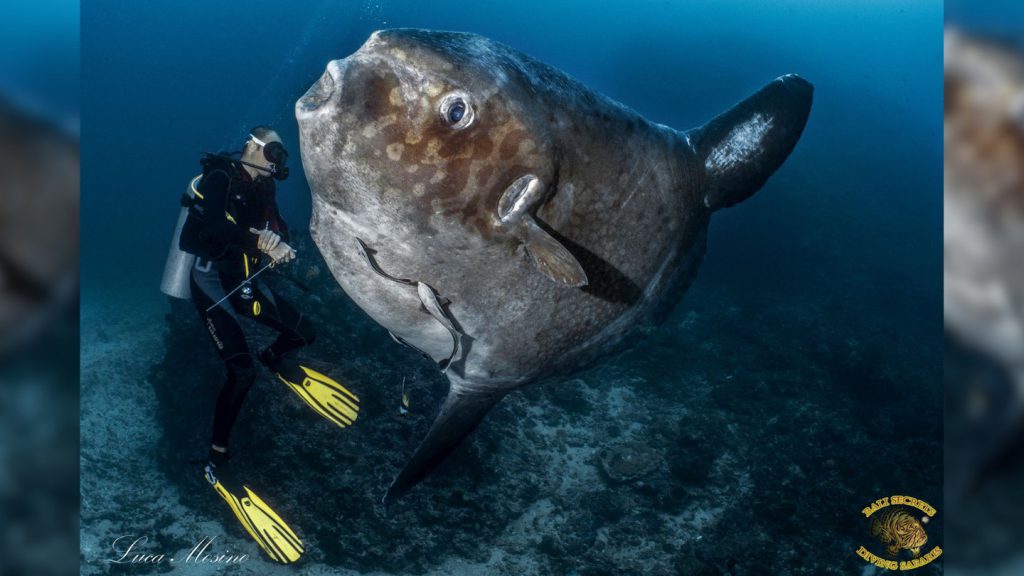 Mola Mola luna pesce subacquea bali