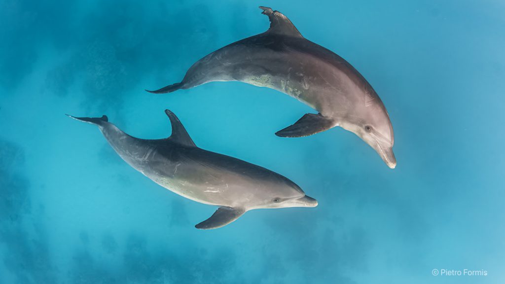 crociera-diving-safari-red-sea