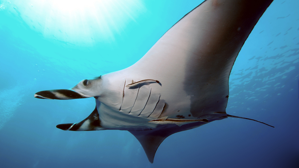 manta-aprile-mar-rosso