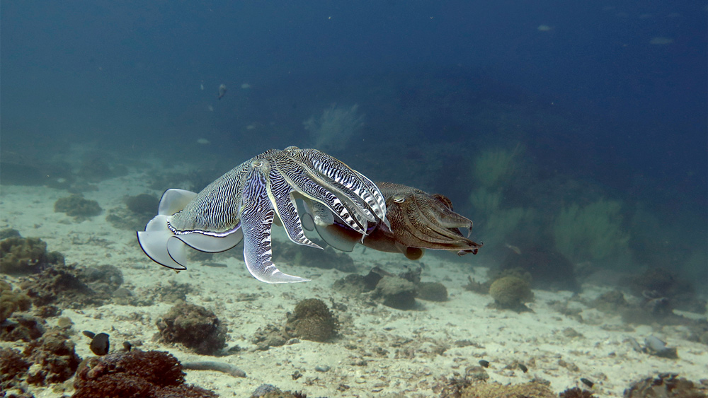 seppie-oman-subacquea