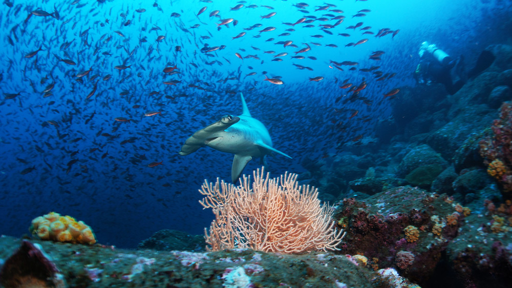 galapagos-subacquea-offerta