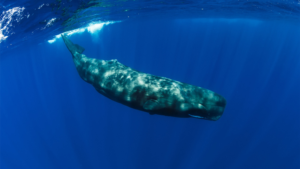 capodogli-parlano IA