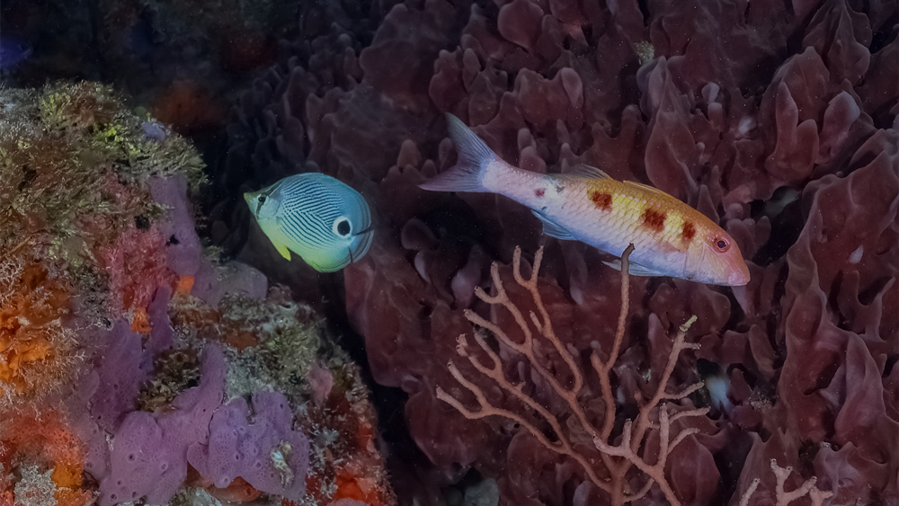 playa-carmen-immersioni-sub