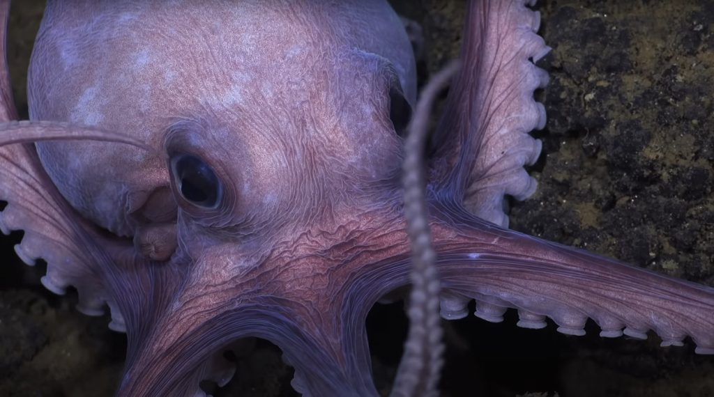 secrects of the octopuses