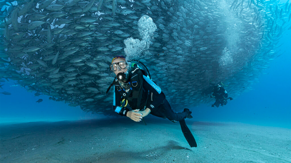 Sardine run, spedizione in Baja  California – novembre 2024