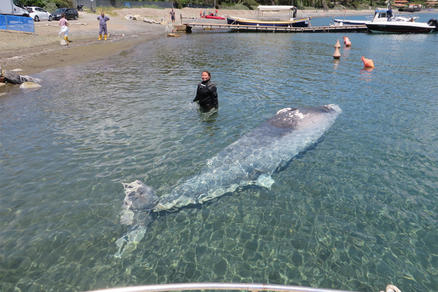 delfino elba mare cetaceo raro di profondità per i ricercatori