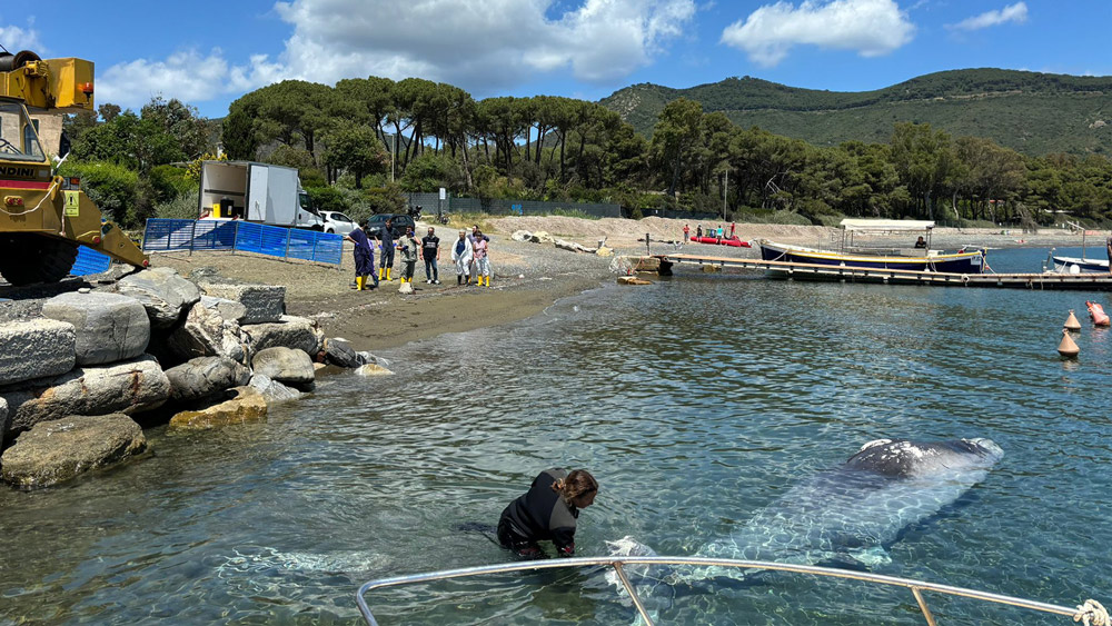 delfino spiaggiato elba mare recupero