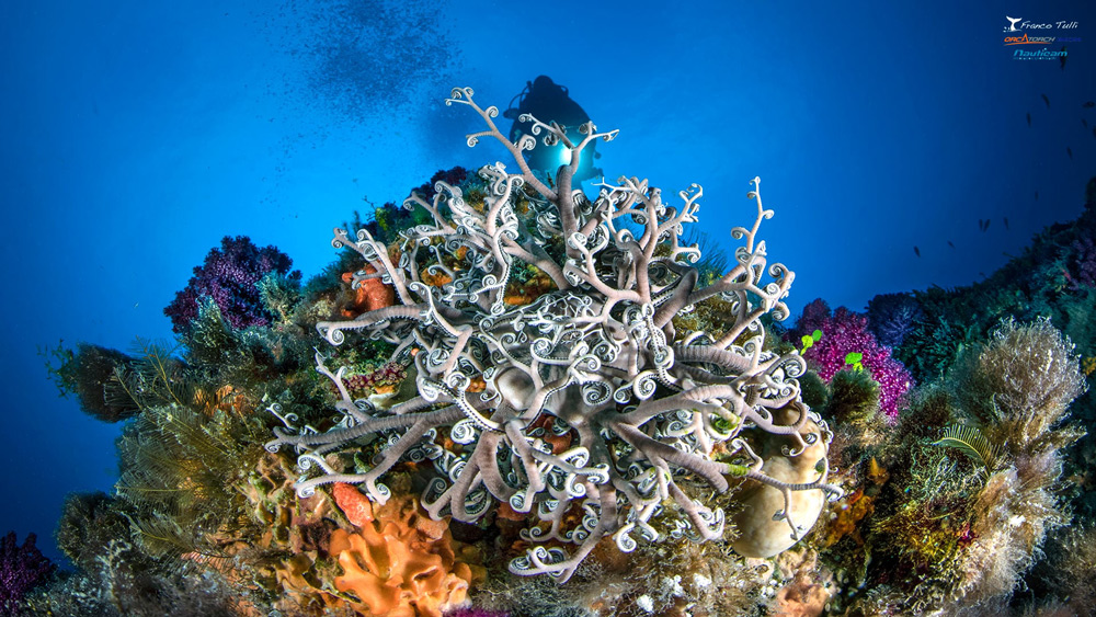 immersioni mediterraneo gorgonie