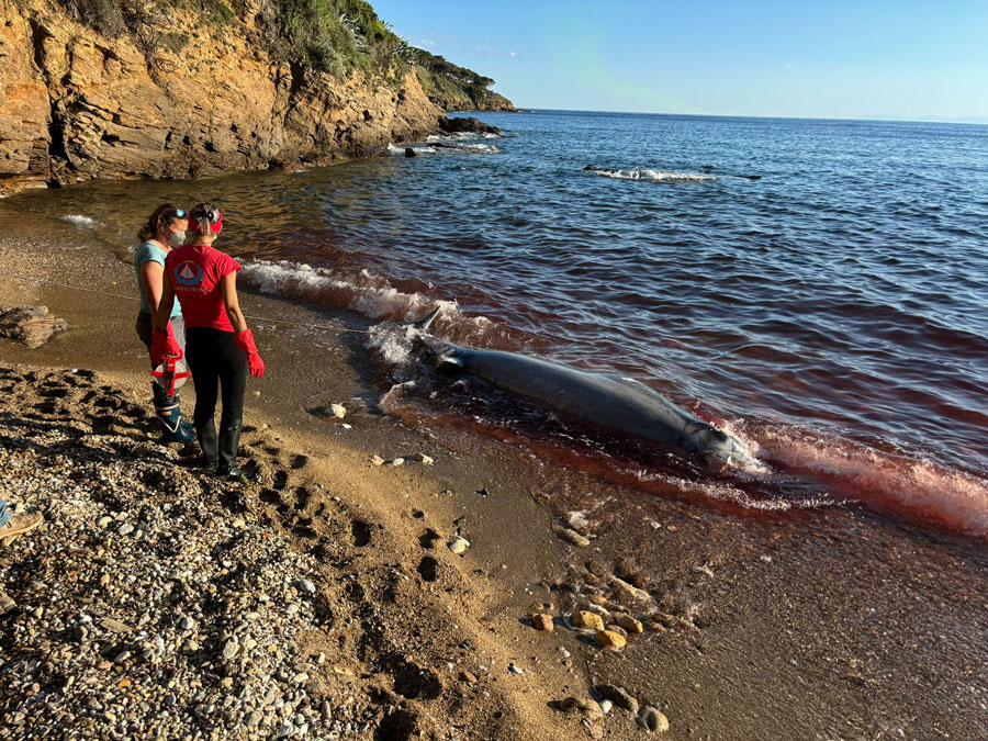 zifio delfino profondità raro mar mediterraneo