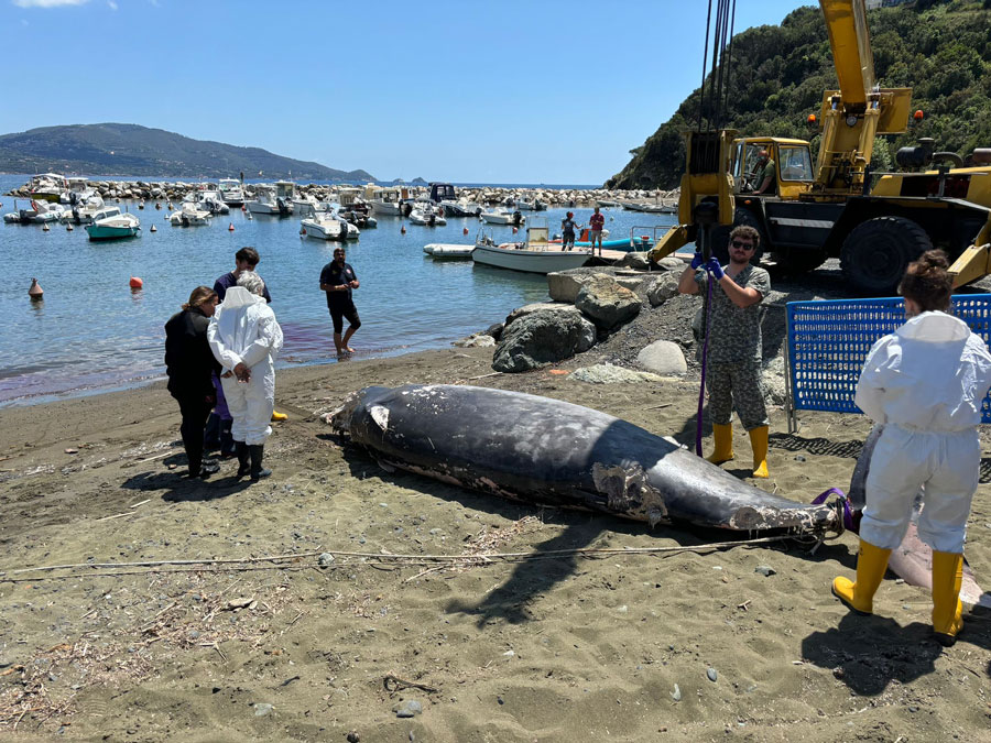 zifio recupero delfino elba