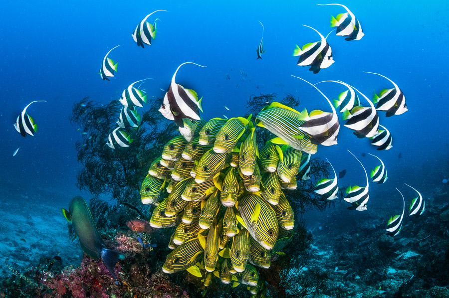 Un banco compatto di pesci dolce-labbra orientali (Plectorhinchus vittatus) dal caratteristico pattern giallo e nero si raggruppa su un fondale corallino, circondato da pesci idolo moresco (Zanclus cornutus) che nuotano elegantemente nell'acqua limpida. Lo sfondo mostra un reef vibrante e l'azzurro intenso dell'oceano tropicale.
