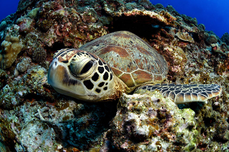 tartariga marina Maldive