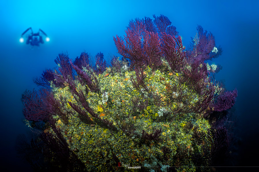area marina protetta gorgonie in liguria subacquea