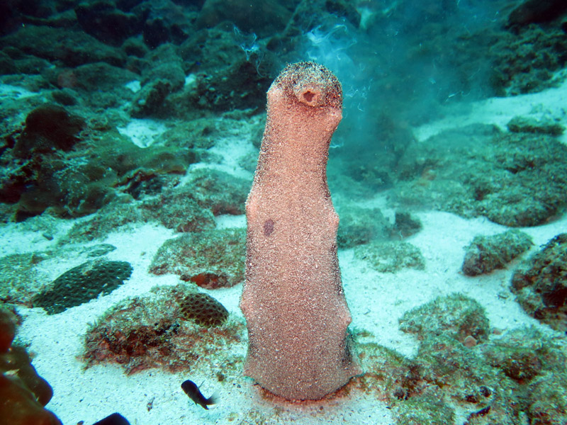 Oloturia oman scuba diving