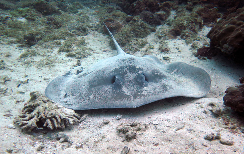 bull ray immersione subacquea