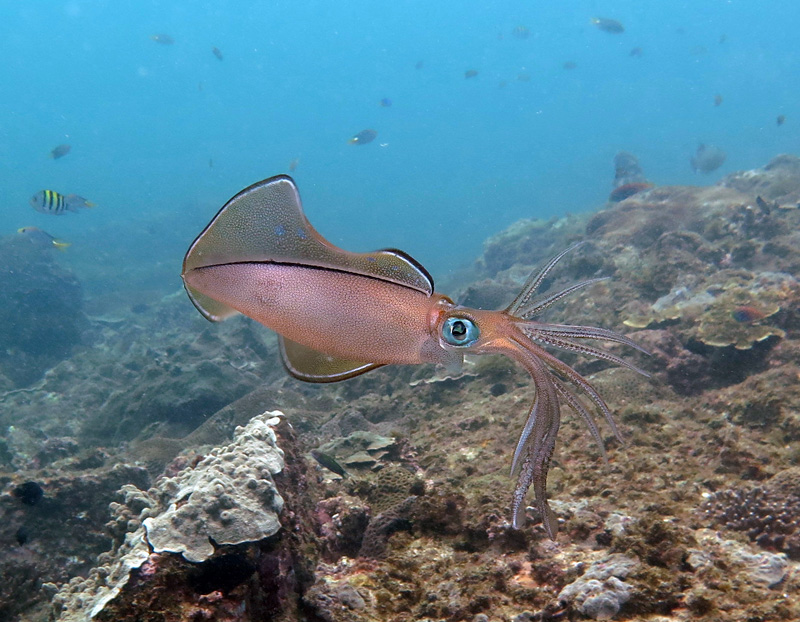 calamaro immersione oman