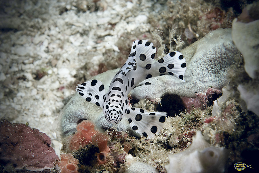 cucciolo cernia Baramundi raja ampat