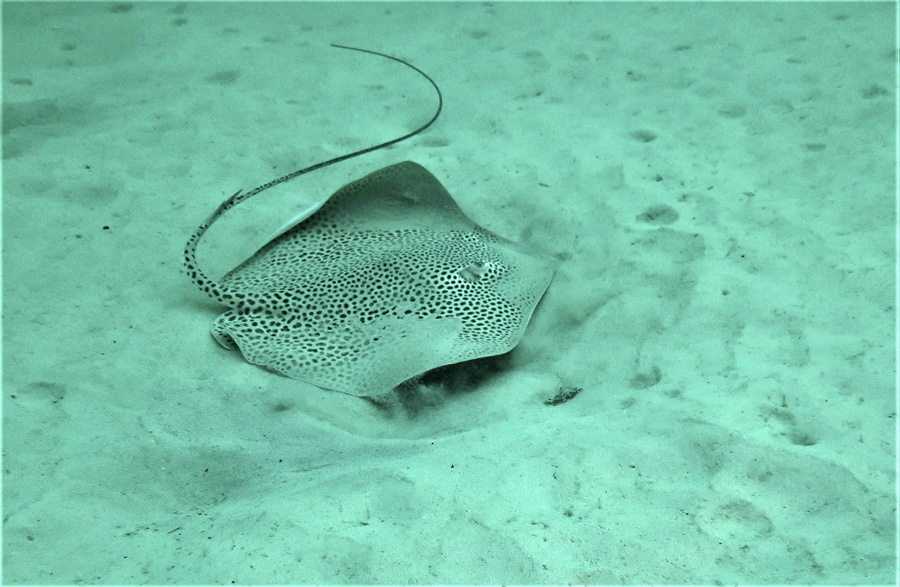 razza leopardo immersioni subacquee oman