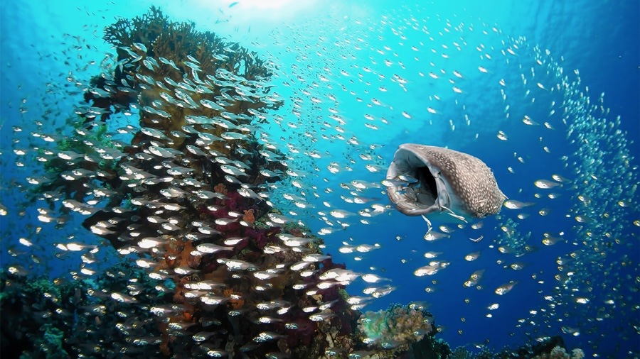 area marina protetta squalo balena specie protetta