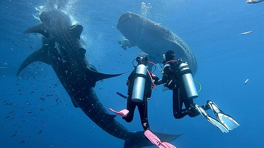 squalibalena scuba crociera dewi