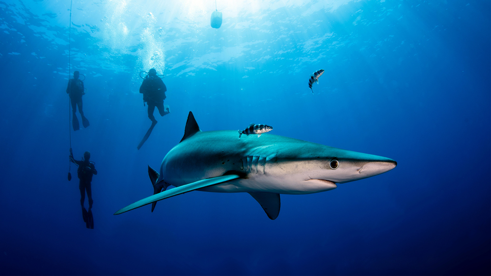 squali comportamento subacquei